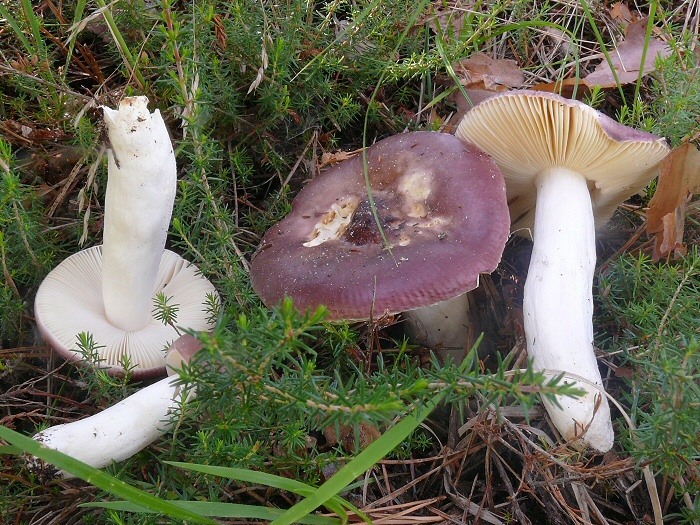 P1080035 RussulaCaerulea crp